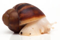 Archachatina marginata suturalis 1a albino body juvenil